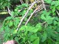 Chaya plants