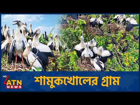 শামুকখোল পাখির গ্রাম সিরাজগঞ্জের উলিপুর | Shamuk Khol Bird | Ulipur Sirajganj | ATN News