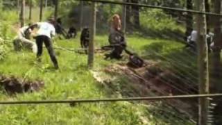 A Female Bonobo Defends A Dead Body