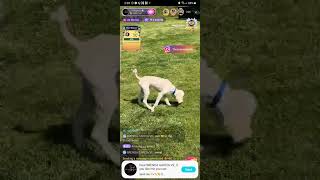 Lady Lo Having Fun Time With The Amazing Pets Bigo Live