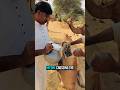 Why Camels Eat Salt Before Crossing the Desert