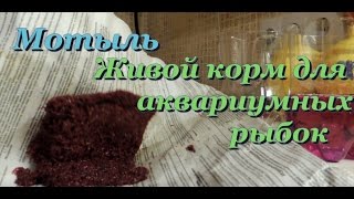 Мотыль. Как обработать и хранить? (О несказанном)