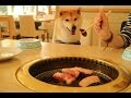 柴犬だいふくのはじめての焼肉 [ Shibainu Daifuku was in barbecue restaurant ]