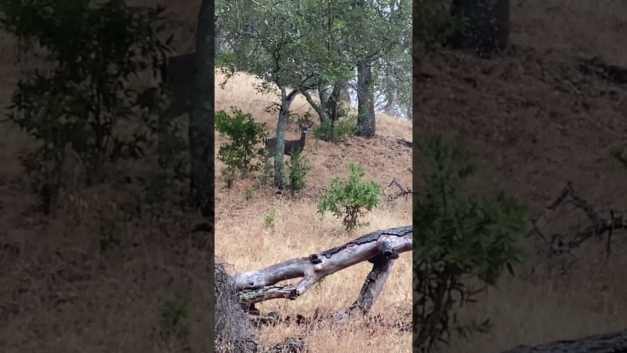 Why do deer move in the rain?