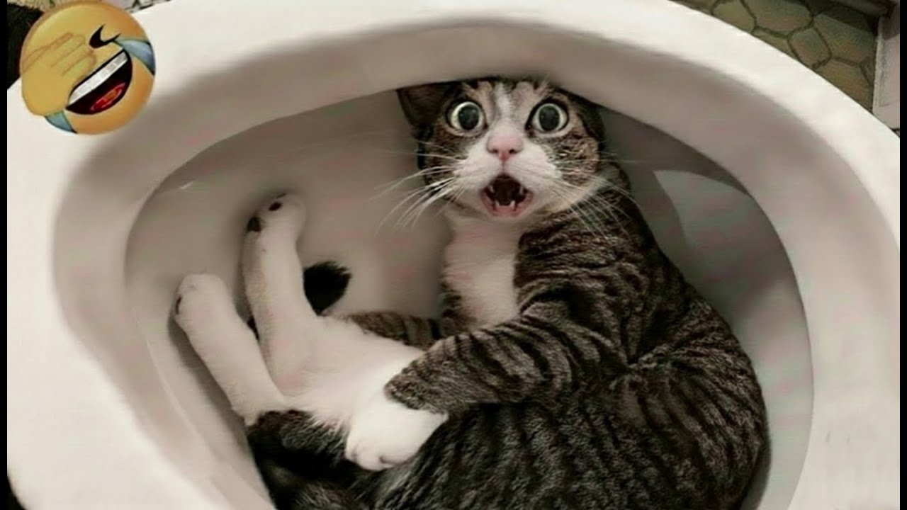 Funniest cat and dog videos 🐶funny cats and dogs videos try not to laugh😜 part 90