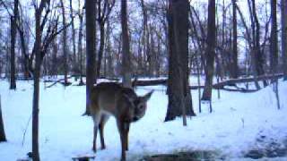 FebFeeder 002.avi