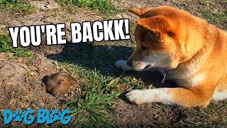 Adorable Dog Meets New Gopher Friend shorts