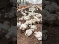 なんでこんなことするの？🐣→ 気持ちいいからです