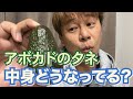 【実験】アボカドのタネを真っ二つにして中を見てみた