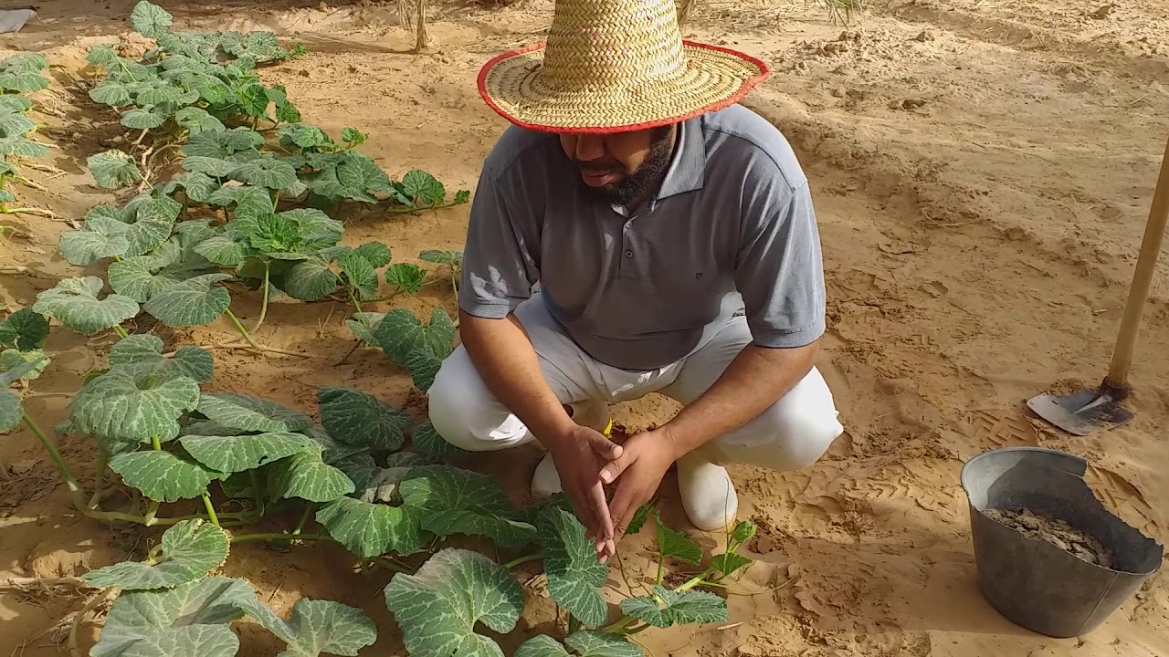 كيف تزرع اليقطين (الكابويا) بطريقة تقليدية وسهلة جداً