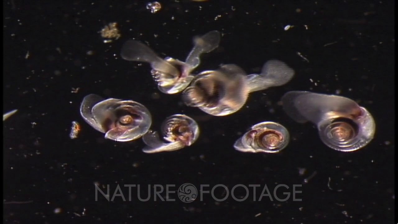 Limacina Helicina, Sea Butterfly Sampled In Gulf Of Alaska, Close Up, Beating Heart