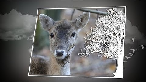 Photodex Proshow Producer: Look Twice by Outsidetheboxstyles.com