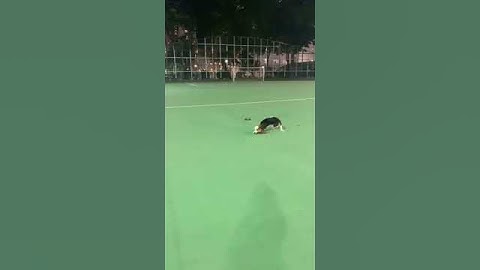 Dog Slips While Playing Fetch With Owner