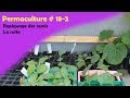 Permaculture #18-2 Repiquage des semis   La suite