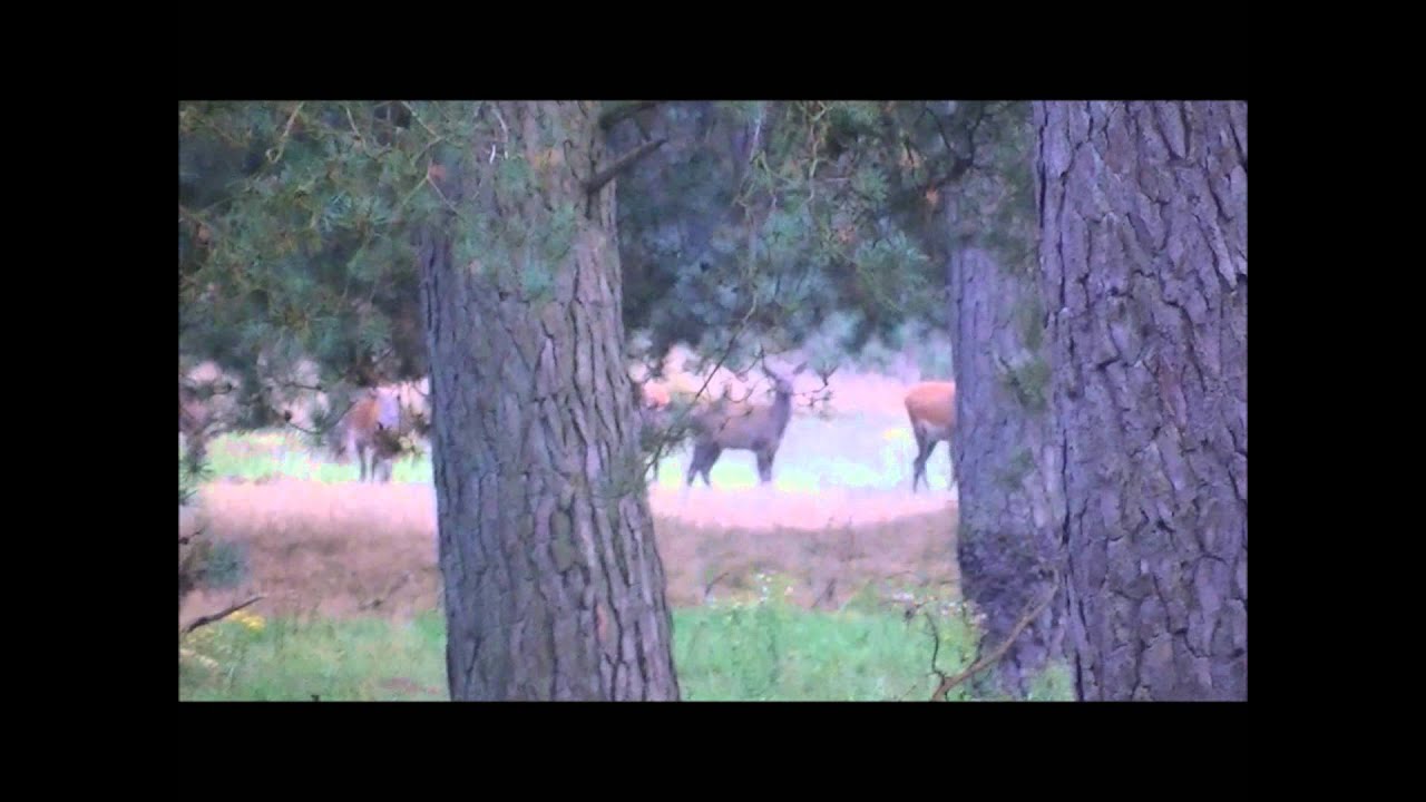 Herten spotten in Park de Hoge Veluwe bij Otterlo