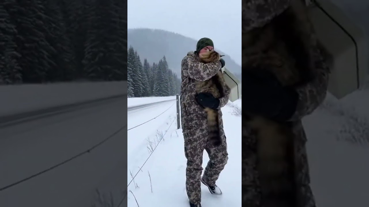 😺 🐈‍⬛ Huge Fluffball! Norwegian Forest Cat Climbs Like A Pro 