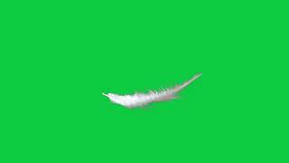 Feather Green Background