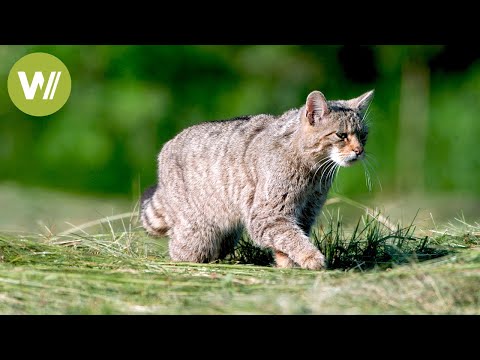 In which region of the UK is the only remaining native population of European Wildcat?