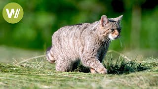 Photographing a very rare animal: the European wildcat