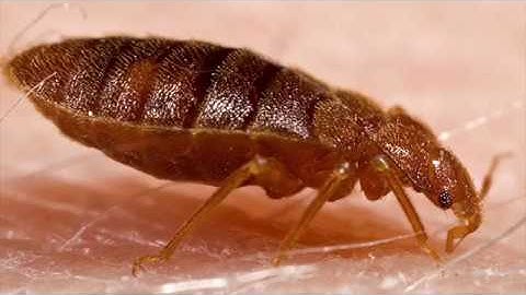 Bed Bug Sniffing Dogs | Western Pest Services