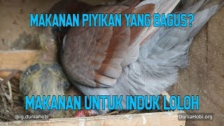 Makanan Merpati Piyik dan indukan Loloh yang Bagus