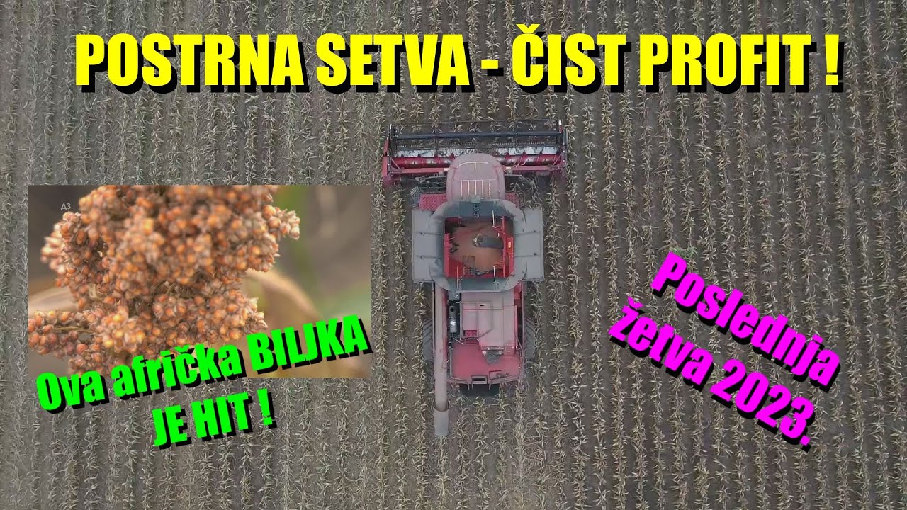 PLUS ZARADA ZA RATARA -ŽETVA postrnog SIRKA - pare skoro BEZ ULAGANJA - ali ima i mana i prednosti