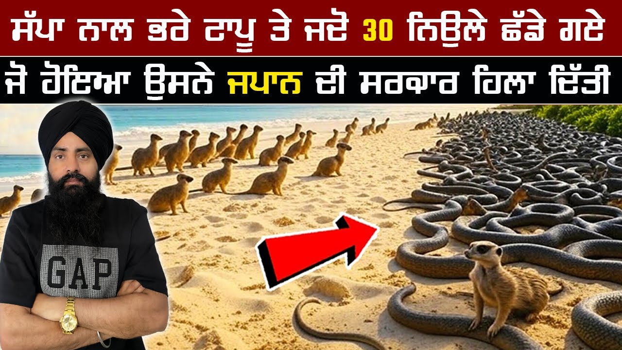 ਸੱਪਾਂ ਨਾਲ ਭਰੇ ਟਾਪੂ ਤੇ ਜਦੋ 30 ਨਿਉਲੇ ਛੱਡੇ ਗਏ ਜੋ ਹੋਇਆ ਉਸਨੇ ਜਪਾਨ ਦੀ ਸਰਕਾਰ ਹਿਲਾ ਦਿੱਤੀ 🐾🐍