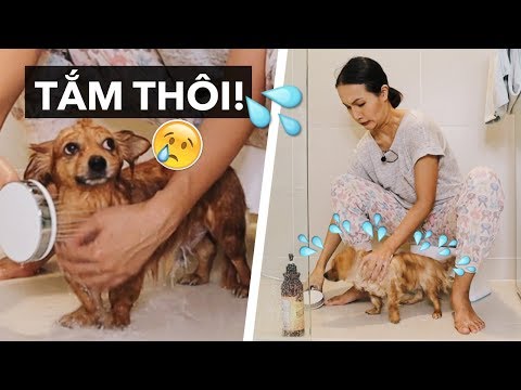 Video: Cách Tắm Cho Chó đúng Cách