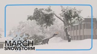 Heavy snow snaps tree branches in Centennial