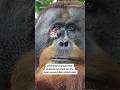 Orangutan uses medicinal plant to treat injury #shorts