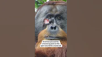 Orangutan uses medicinal plant to treat injury #shorts