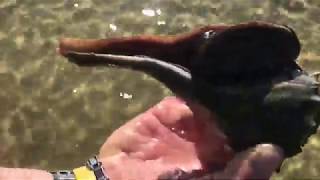 Shell Collecting, Beach Combing, Hermit Crabs, Lightning Whelk and Sand Dollars at SWFL Bunche Beach