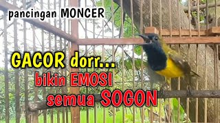 SOGON gacor dor bikin emosi semua sogon,