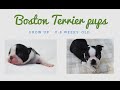 Boston Terrier Puppies Growing Up (0 - 8 weeks old)