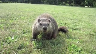 Groundhog Up CLOSE UP