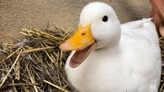 Talkative Piko, Tells Us How to Make a Nest. (Our Pet Call Duck)