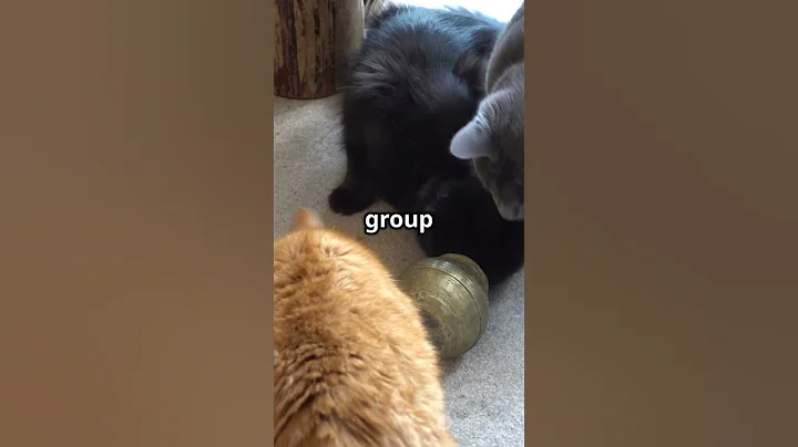 "5 Shocking Cat Facts You’ve NEVER Heard!"#CatFacts #ShockingFacts #CatShorts #CatsOfYouTube