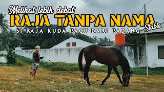 Download Lagu Melihat lebih dekat Kuda Raja Tanpa Nama || Si Raja kuda Pacu dari padang Panjang MP3