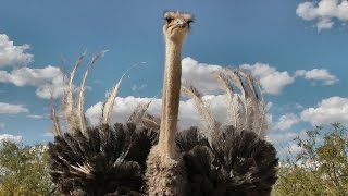 Sexy Sexy Sniper The Ostrich Flaunts In A Territorial Display In Hd