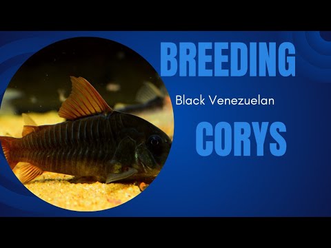 Breeding black Venezuelan corydoras 