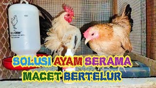 Solusi Indukan Ayam Serama Macet Bertelur
