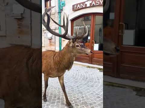 Civitella Alfedena, Italy | How beautiful is this deer? Where have you encountered these animals? 🌍