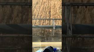 ❌❌❌Уборка чечевицы красной без дисеканта💯👎🏿🙀 #агроном #комбайнер #farming