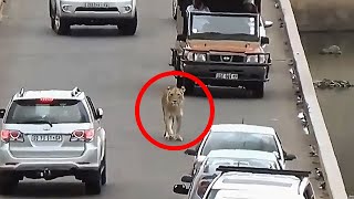 Lion Causes Traffic Jam on Bridge - Kruger National Park