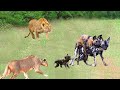 不運な野生の犬の赤ちゃんがライオンに誘拐されました- 両親はそれを救うことができるでしょうか?
