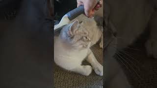 #cat #well being #brushing