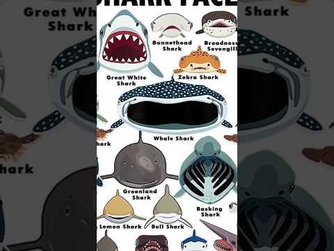 Basking shark #sharkfaces