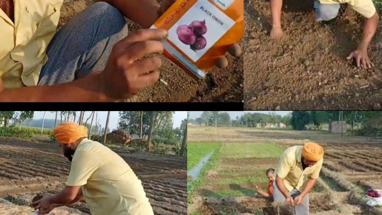 How to do onion farming in Punjab part I kheti/pyaj ki kheti