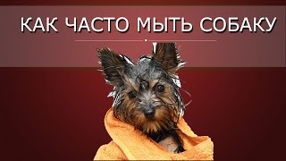 Как часто купать собаку Как часто купать собаку