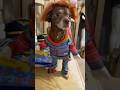 I’m scared pt.3 They turned the dog into Chucky 😳